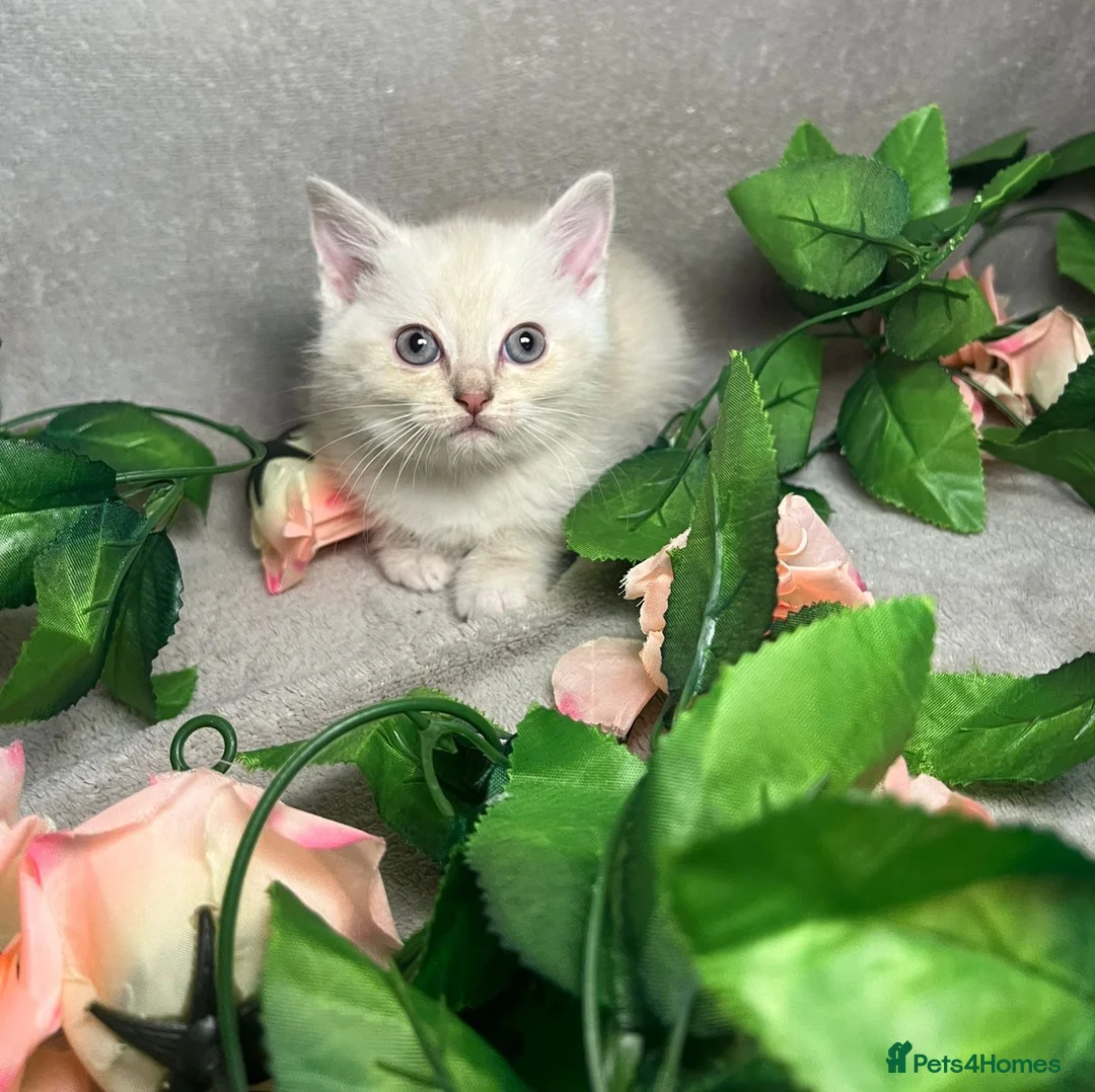 Mixed Breed cats for sale: 6 cute blue-eyed Ragdoll and BSH mix kittens  - Advert 15