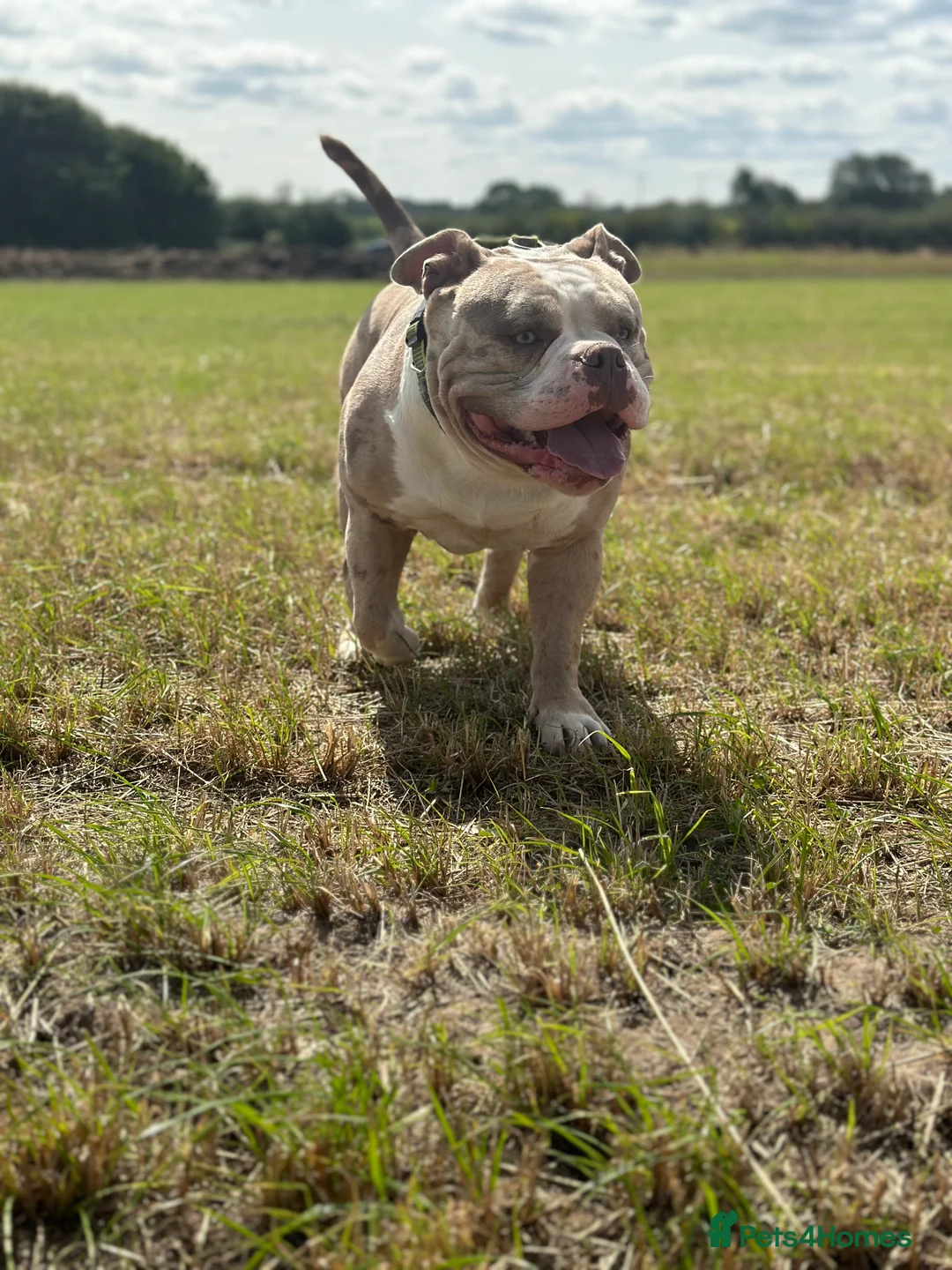 American Bully dogs for stud: Merle ABKC american pocket bully stud in Leicester - Advert 6