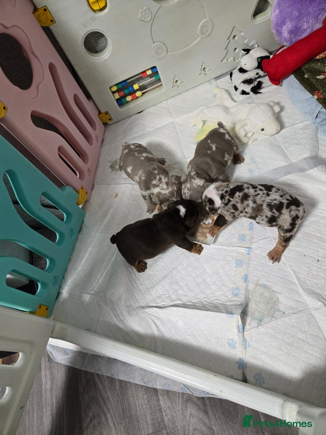 English Bulldog dogs for sale: Amazing English Bulldog Puppies - Image 7