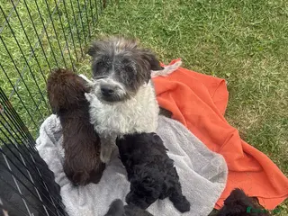 Cockapoo dogs Cockerpoos - Advert 1