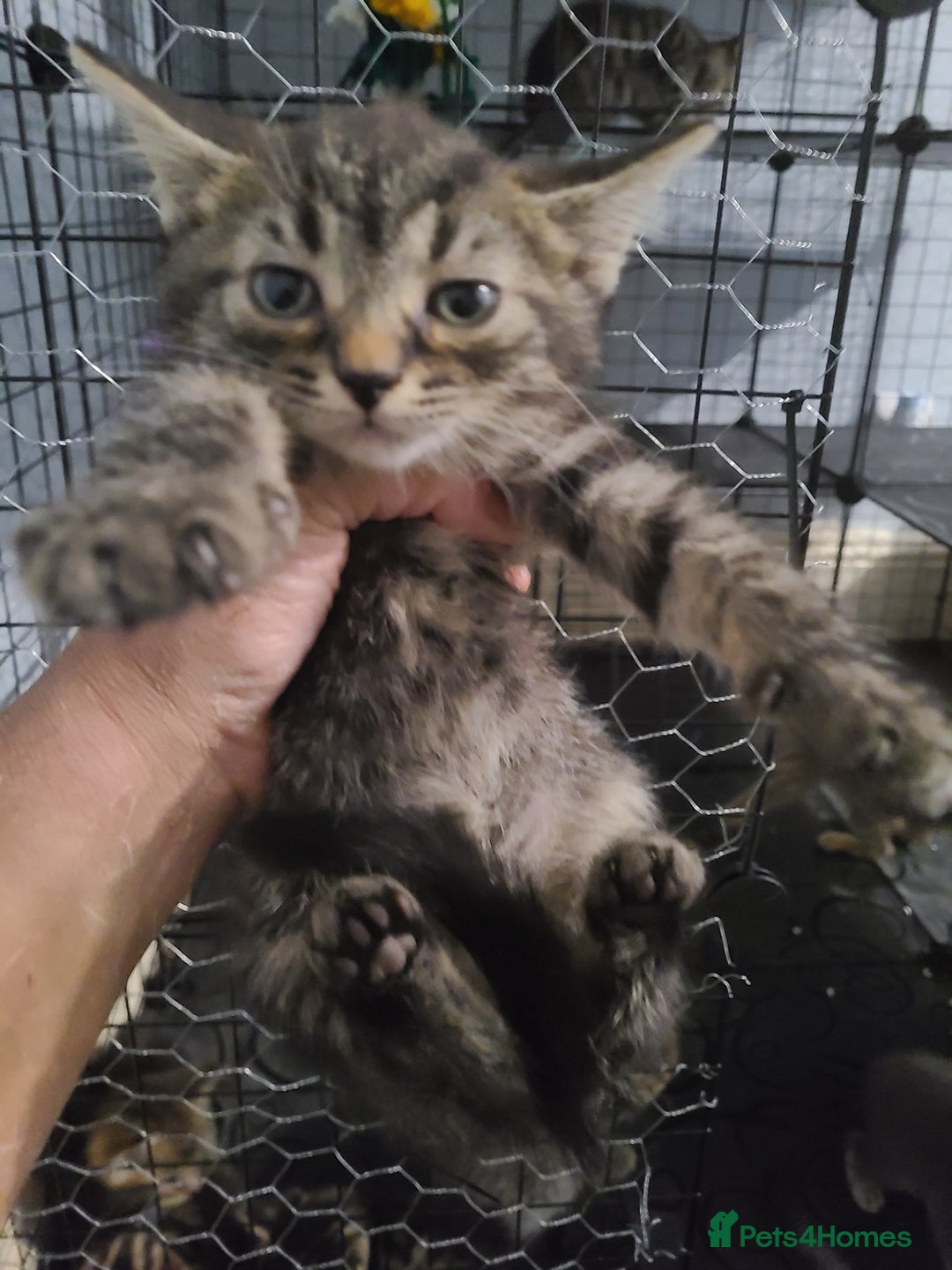 Ragdoll cats for sale: Kittens for sale - Image 7