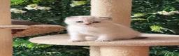 Scottish Fold cats for sale: Champion bloodlines Scottish Fold-Straight Kittens - Advert 1