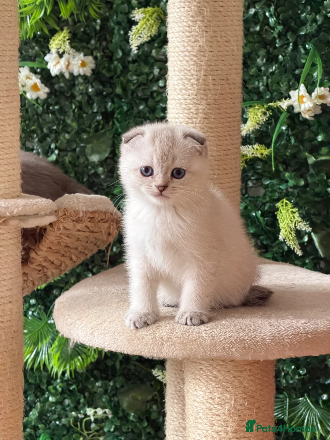 Scottish Fold cats for sale: Champion bloodlines Scottish Fold-Straight Kittens - Advert 1