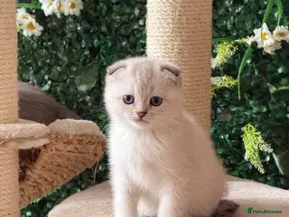 Scottish Fold cats Tawny and Smoke Scottish Fold/Straight Kittens - Advert 3