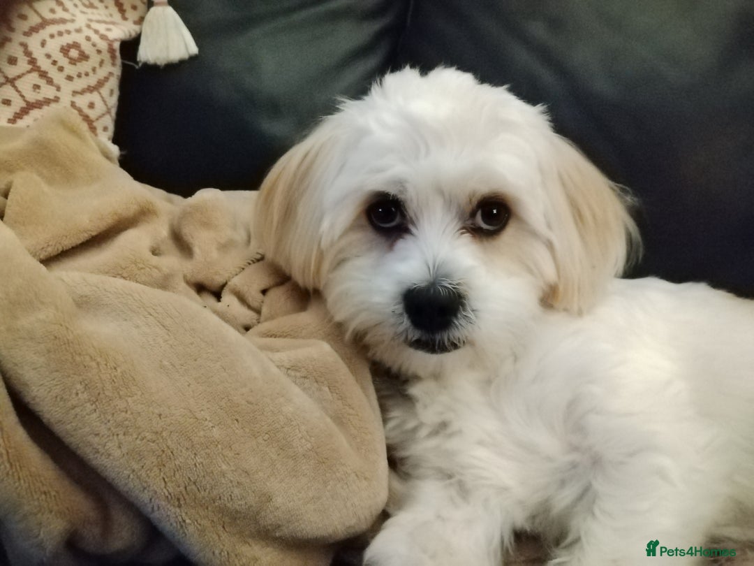 Mixed Breed dogs for sale: Cavachon x maltese - Image 1