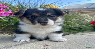 Welsh Corgi Pembroke dogs - Advert 11