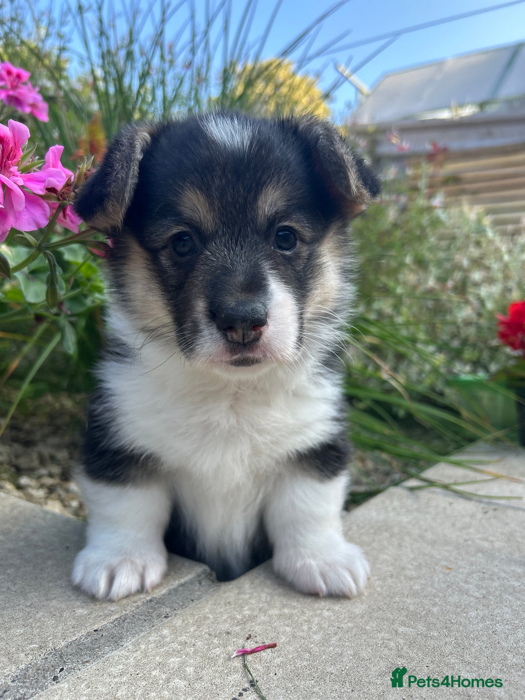 Welsh Corgi Pembroke dogs for sale: Champion bloodline KC reg. Pembrokes - Image 4