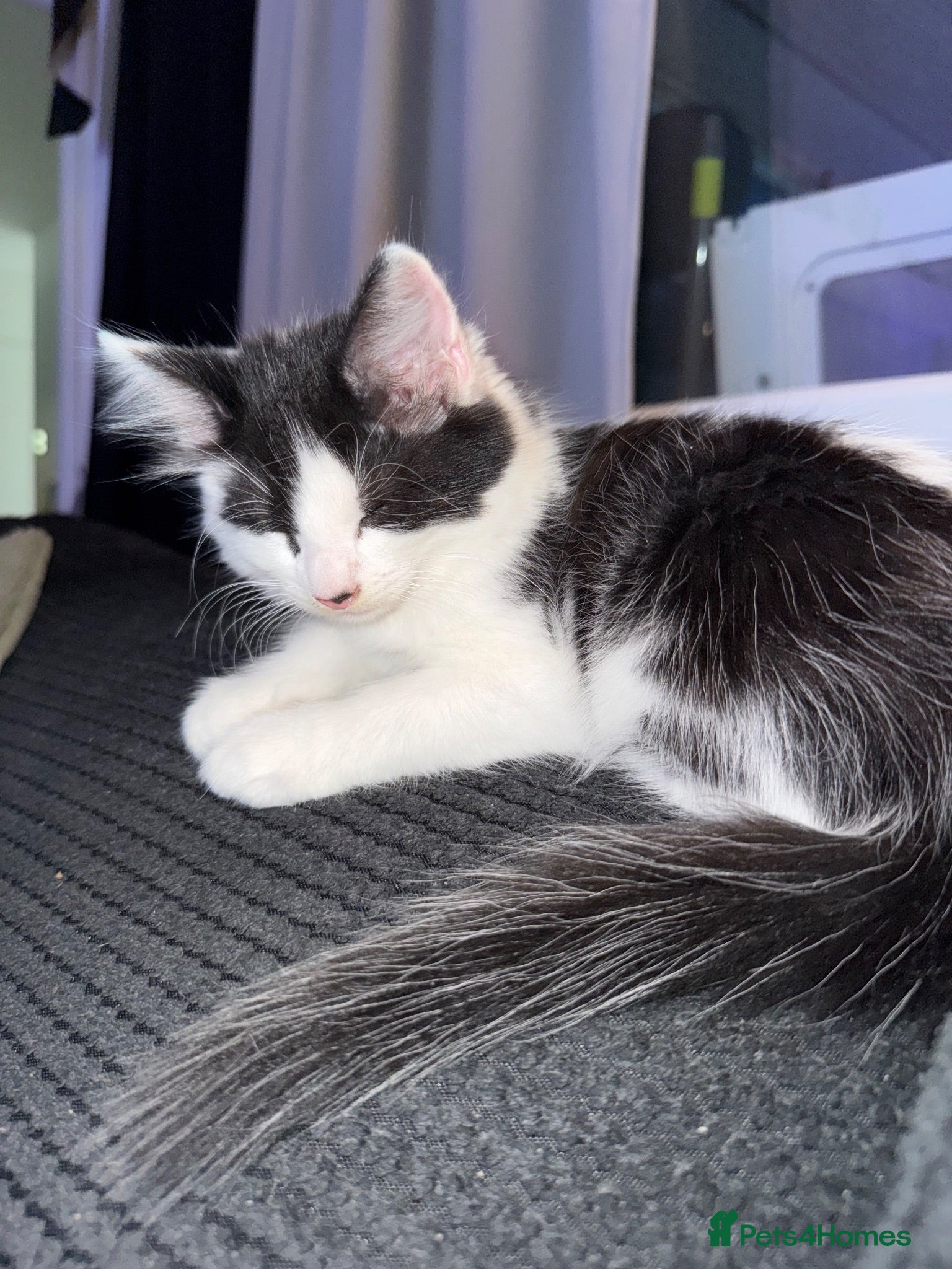Mixed Breed cats Beautiful 😍 black and white half Mainecoon  - Advert 12