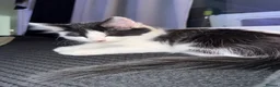 Mixed Breed cats for sale: Beautiful grey / black and white half Mainecoon  - Advert 10