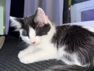 Mixed Breed cats Beautiful 😍 black and white half Mainecoon - Advert 12