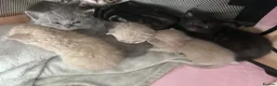 British Shorthair cats for sale: British Shorthair  - Advert 13