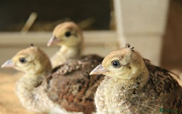 Ducks poultry for sale: Indian blue peachicks in Wigan - Image 1