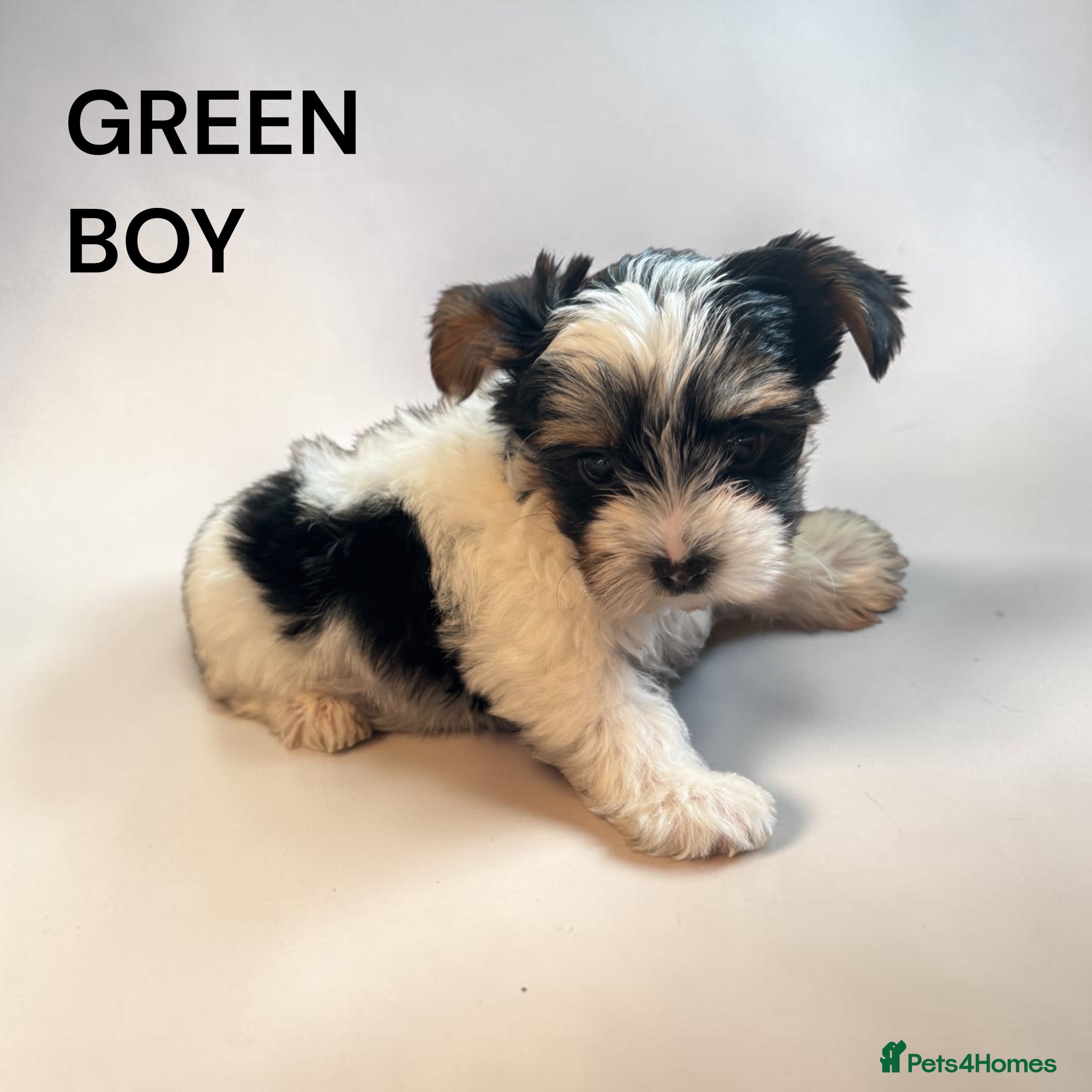 Yorkshire Terrier dogs for sale: beautiful  - Advert 3