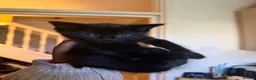 Mixed Breed cats for sale: 2 Mixed Breed Kittens for sale. - Advert 6