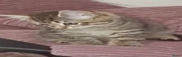 Mixed Breed cats for sale: Kittens in Huddersfield - Advert 5