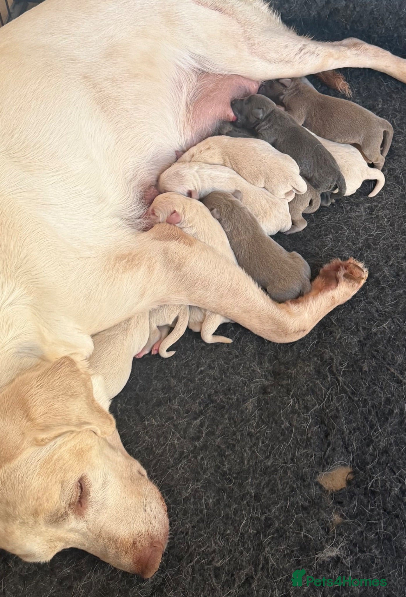 Labrador Retriever dogs Stunning Silver Charcoal Champagne Labrador pups - Advert 2