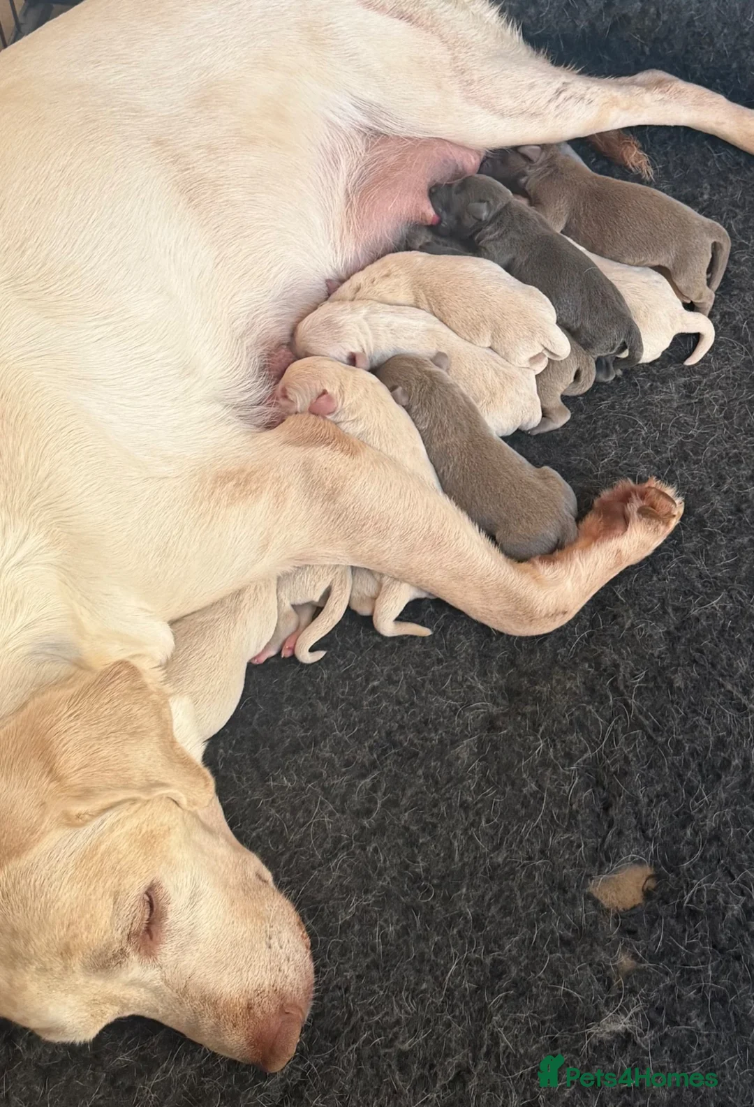 Labrador Retriever dogs for sale: Stunning Silver Charcoal Champagne Labrador pups - Advert 2