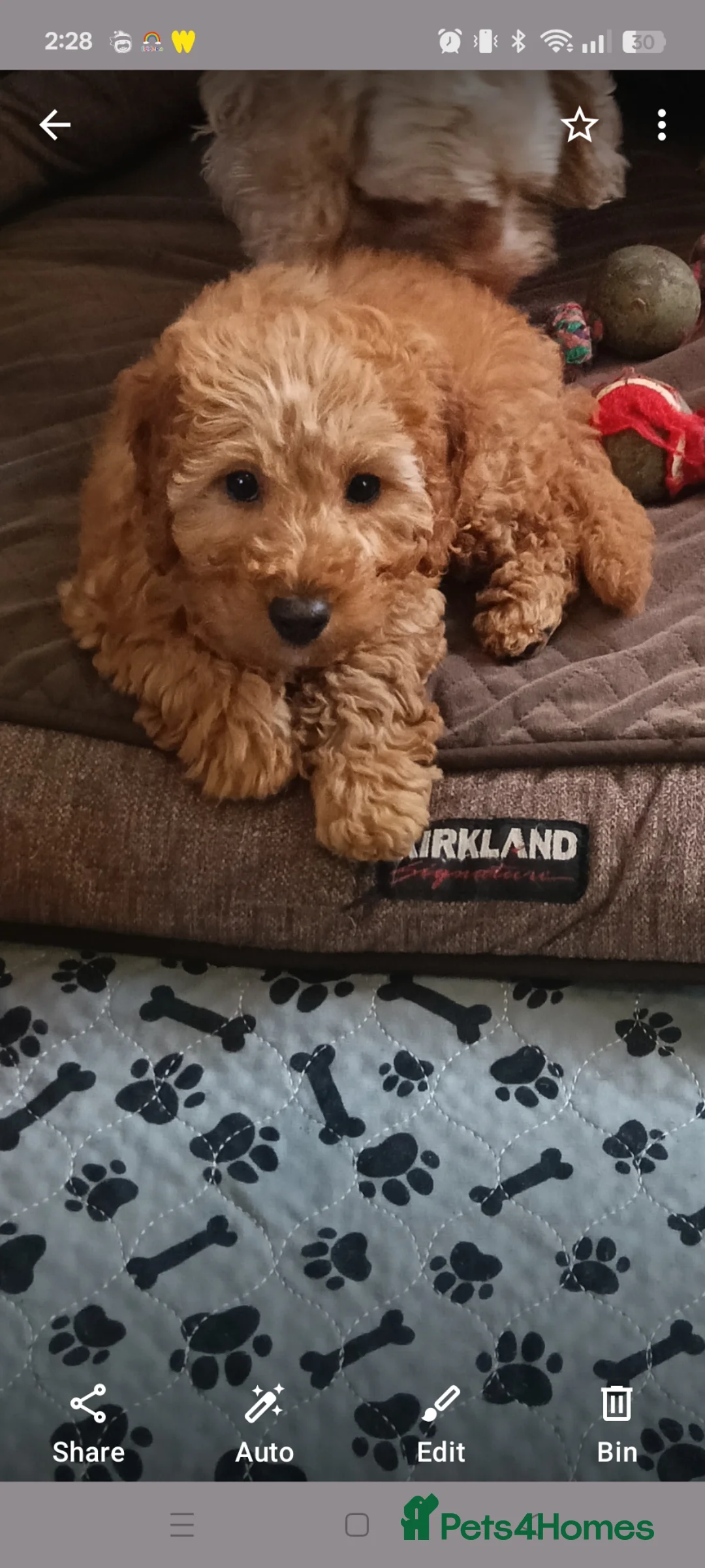 Cockapoo dogs for sale: Ready now- F1b Miniature Cockapoo Pup Charlie  - Advert 2