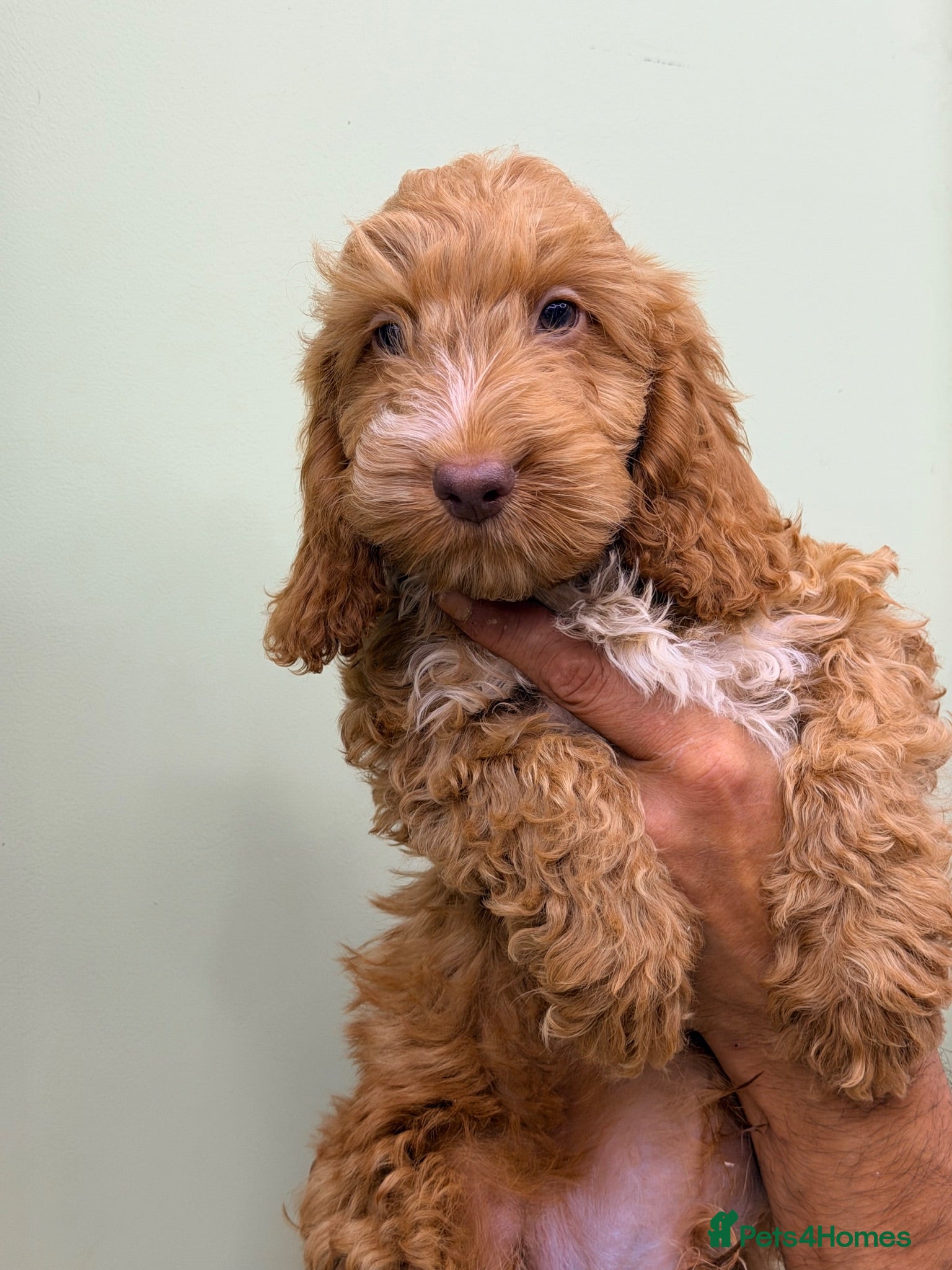 Cockapoo dogs F1 Toy Size Beautiful Pups PRA and DNA Tested - Advert 1