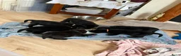 Sheprador dogs for sale: German Shepherd x Labrador pups - Advert 11