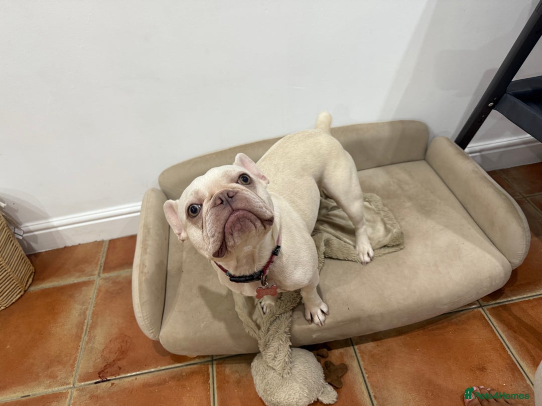 French Bulldog dogs for sale: Pedigree platinum French Bull dog  - Advert 2