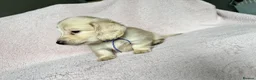 Miniature Dachshund dogs for sale: KC mini ee/ii cream long hair - Advert 23