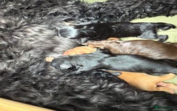 Mixed Breed dogs for sale: Australian Labradoodle Pups. READY 30th October  - Image 13