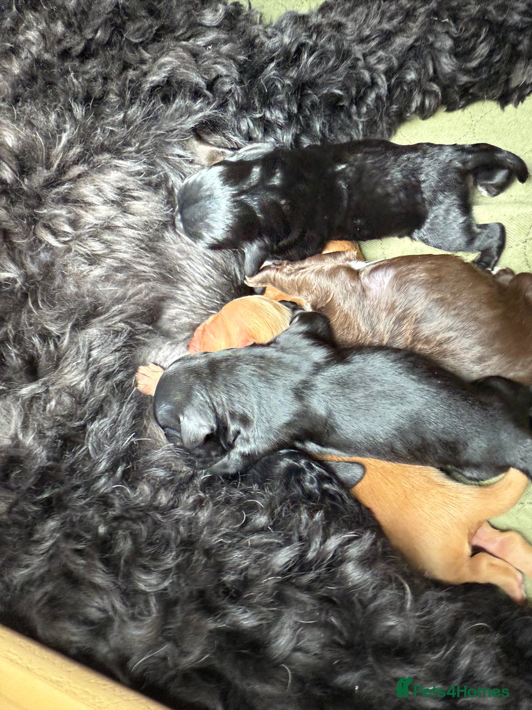 Mixed Breed dogs for sale: Australian Labradoodle Pups. READY 30th October  - Image 13