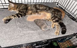 American Shorthair cats for sale: 4 stunning bsh x American short kittens avail - Image 37