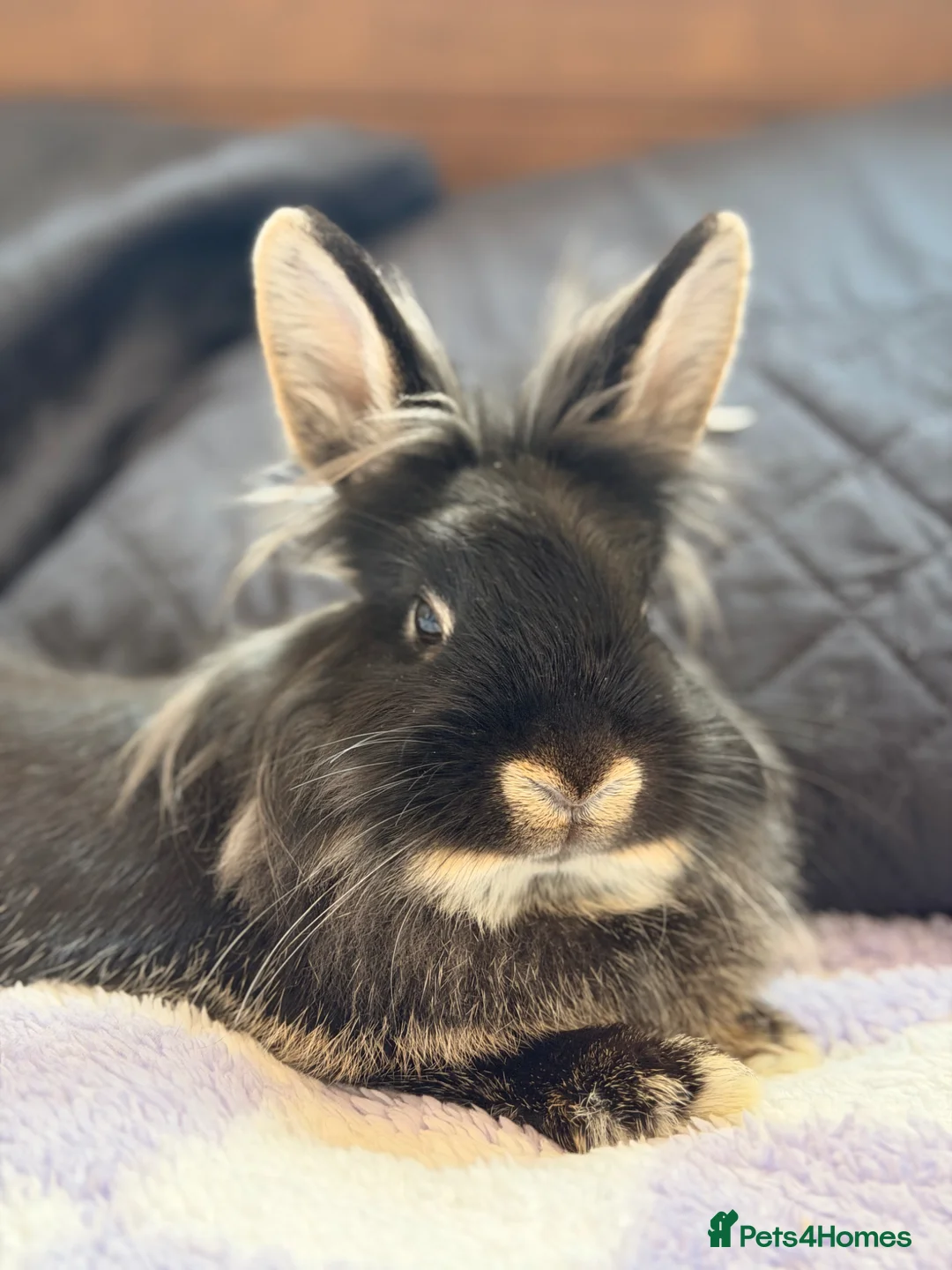 Netherland Dwarf rabbits for sale: Two female bunnies  in Abingdon - Advert 1