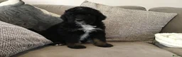 Bernedoodle dogs for sale: AMAZING BERNEDOODLE PUPPIES - Advert 15