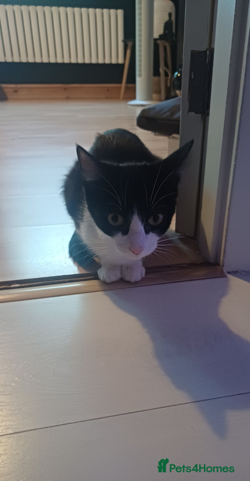 British Shorthair cats Loving kitten ready for rehoming  - Advert 5