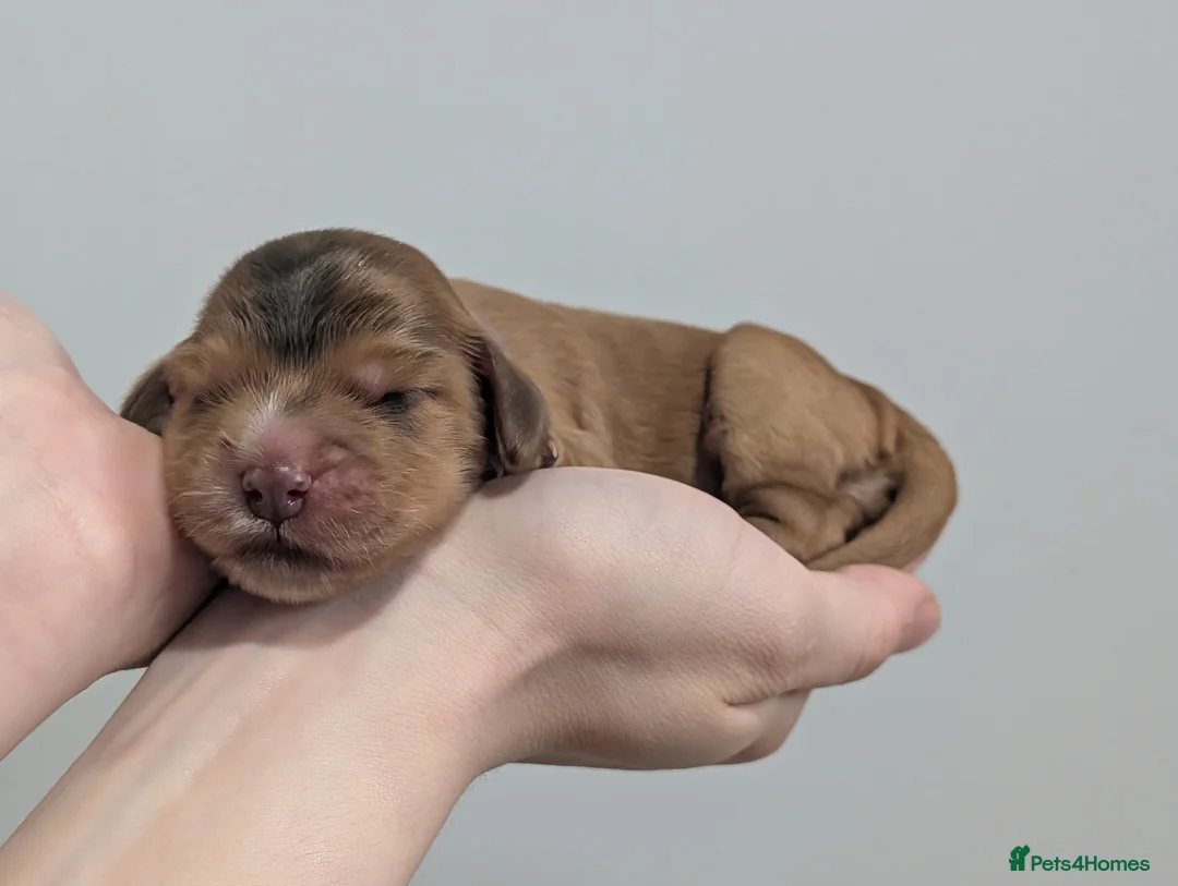 Cocker Spaniel dogs for sale: KC Reg Show Type Cocker Spaniel Puppies DNA Tested in Doncaster - Advert 22