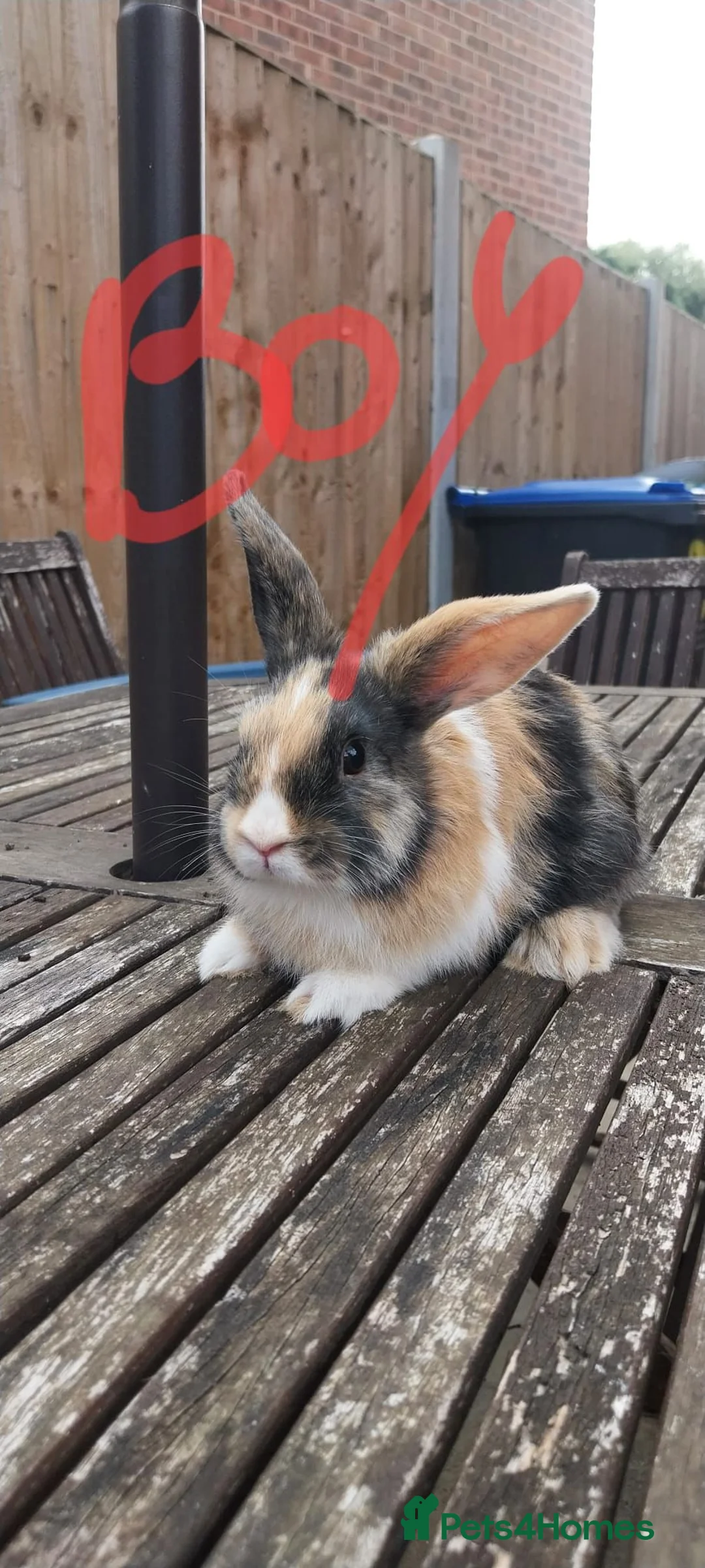 Mini Lop rabbits for sale: Stunning Mixed Mini lop rabbit  - Advert 7