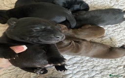 Labrador Retriever dogs for sale: KC registered Labrador pups ready October  - Image 12