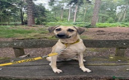 Mixed Breed dogs for adoption: Hermina looking for her home in Salisbury - Image 14