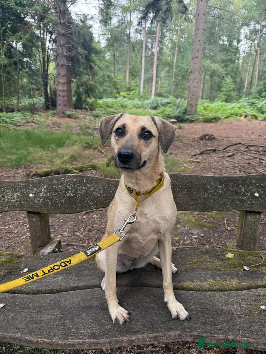 Mixed Breed dogs for adoption: Hermina looking for her home in Salisbury - Image 14