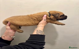 Mixed Breed dogs for sale: Puppies  - Image 11