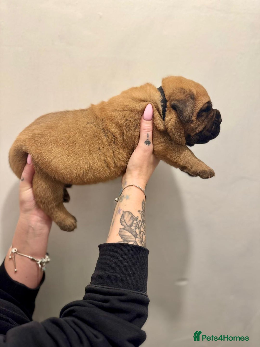 Mixed Breed dogs for sale: Puppies  - Image 11