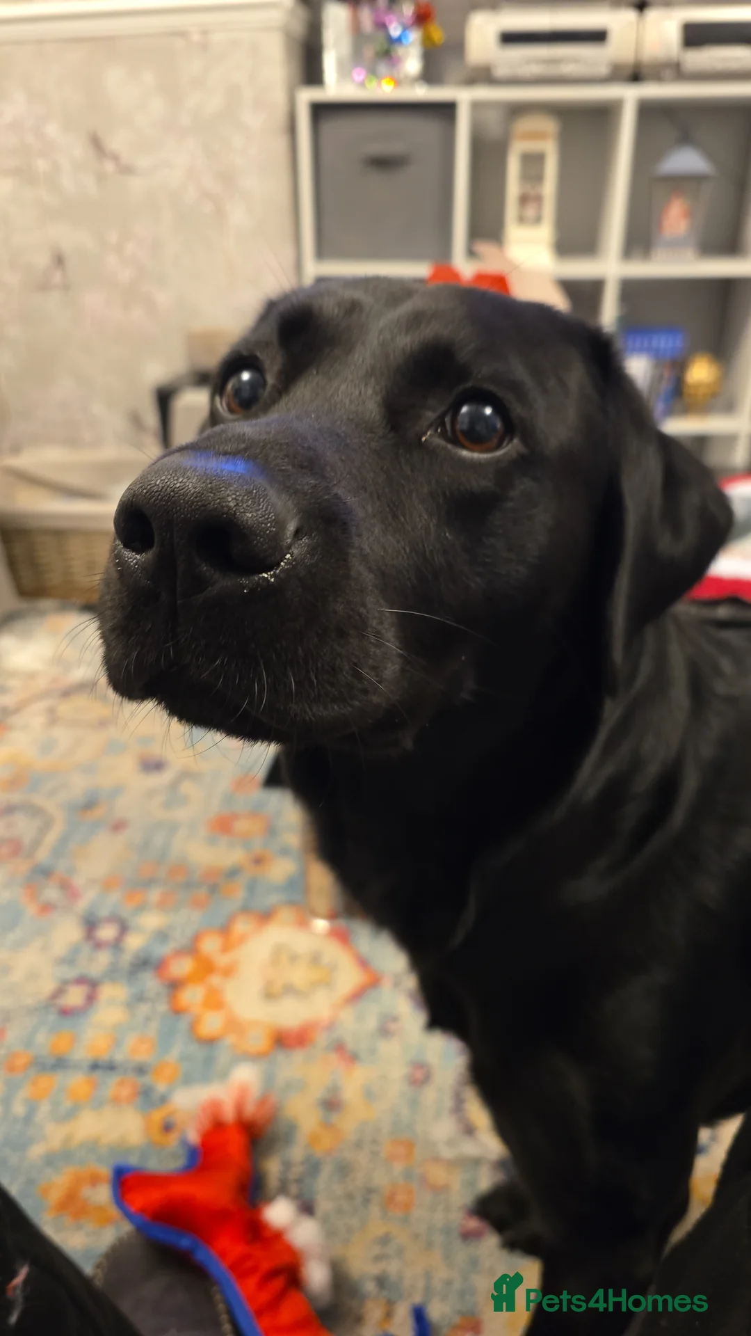 Labrador Retriever dogs for sale: 4 year old male labrador  - Advert 2