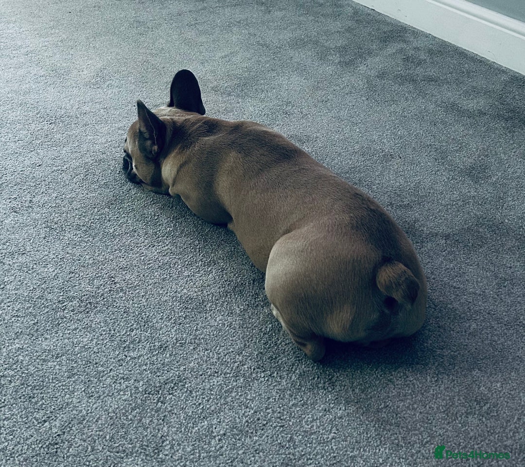 French Bulldog dogs for sale: Our beautiful French bulldog 8 months old  - Advert 9