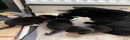 Mixed Breed cats for sale: 4 Beautiful KITTENS in Pontefract - Advert 15