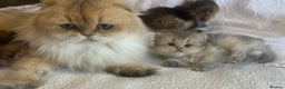 Scottish Fold cats for sale: Pedigree cutest SFLH kittens   - Advert 23