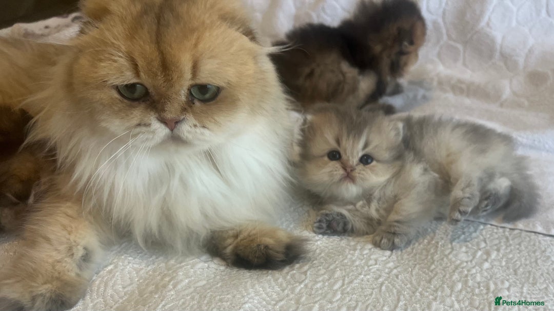 Scottish Fold cats for sale: Pedigree cutest SFLH kittens   - Advert 23