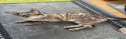 Bengal cats for sale: Snow Lynx Bengal Male kitten - Advert 3