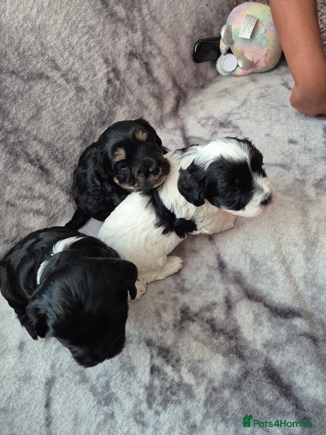 Bichon Frise dogs for sale: Bichon frise  - Image 1