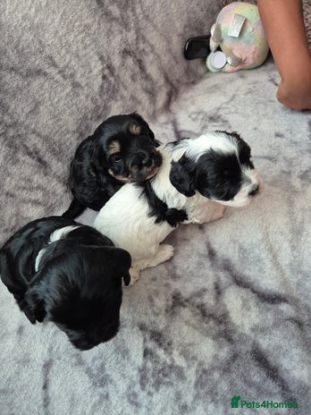 Bichon Frise dogs - Advert 10