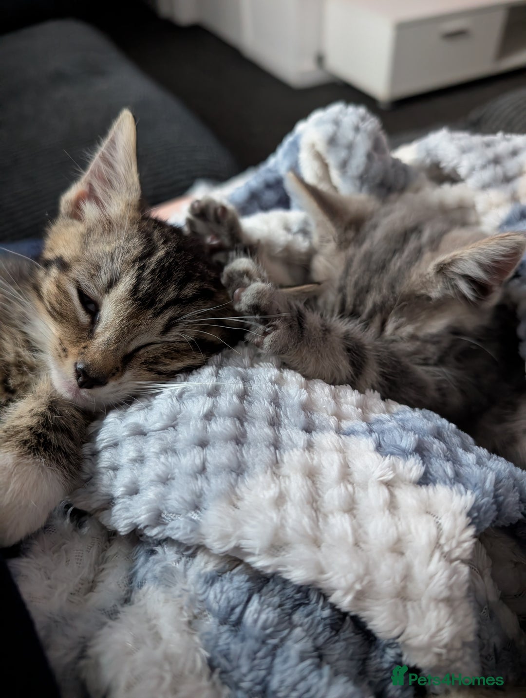British Shorthair cats for sale: 2 baby sisters  - Image 5