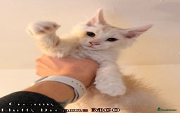 Maine Coon cats for sale: Fluffy Maine Coons 3 girls 1 boy active/non-active - Image 19