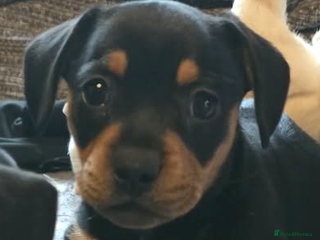 Mixed Breed dogs Frenchie x Miniature dachshund - Advert 10